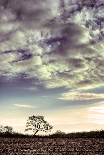 arbre 14_02_10n01.jpg